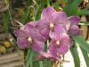Драгоценные орхидеи- цветы для знакомства